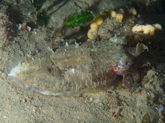 Sepia plangon