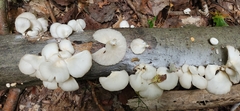 Pleurotus pulmonarius