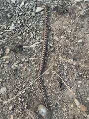 Pituophis catenifer deserticola