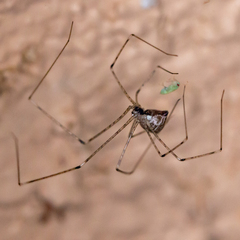 Crossopriza