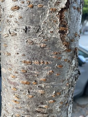 Prunus avium