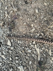 Pituophis catenifer deserticola