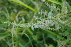 Scutellaria lateriflora