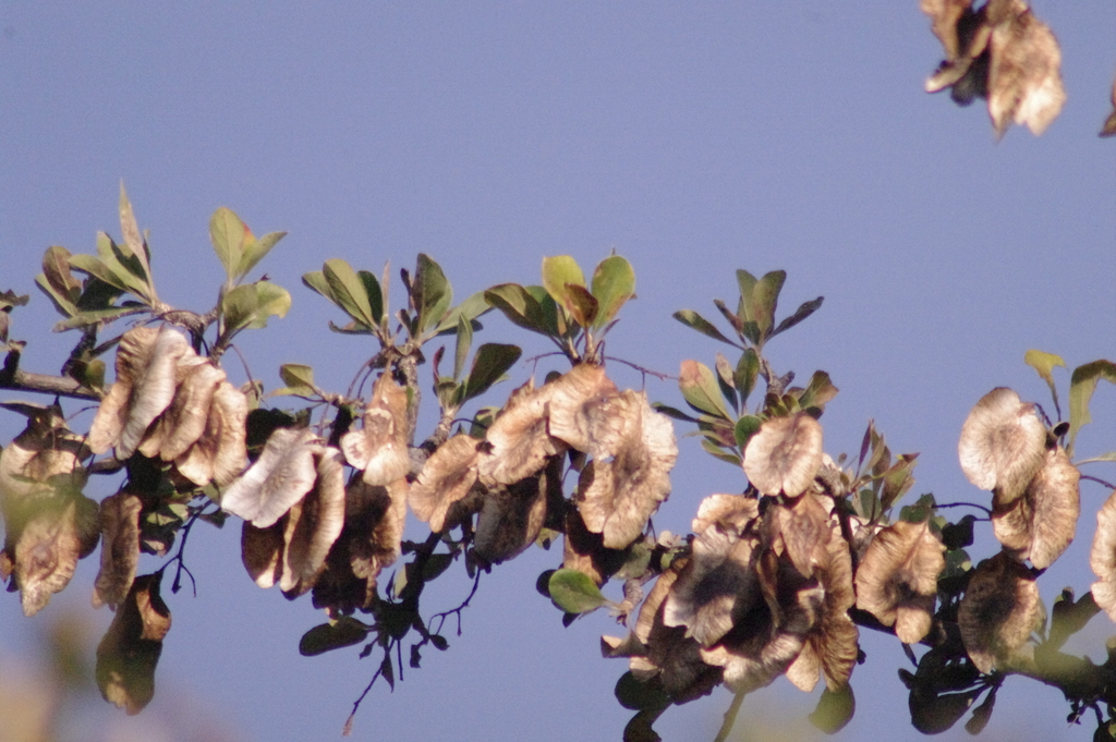 Purple-pod Cluster-leaf