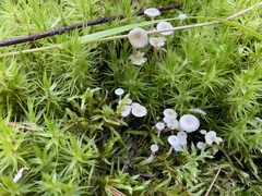 Collybia