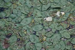 Polypedilum braseniae