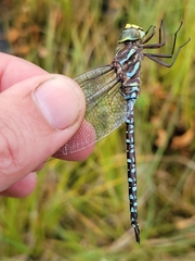 Aeshna subarctica