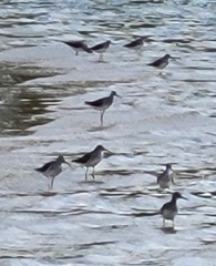 Calidris himantopus