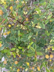 Acacia pulchella