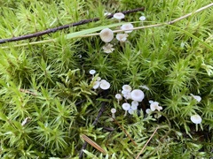 Collybia