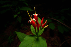Spigelia marilandica
