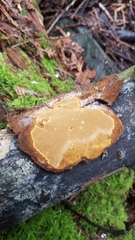 Fomitiporia punctata