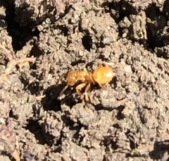 Acanthomyops