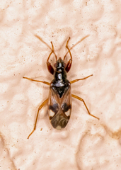 Pseudopamera nitidula
