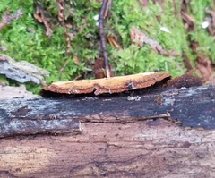 Fomitiporia punctata