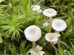 Collybia