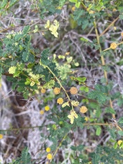 Acacia pulchella