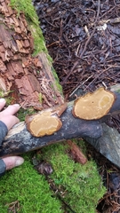 Fomitiporia punctata