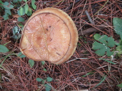 Suillus granulatus