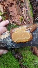 Fomitiporia punctata