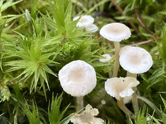 Collybia