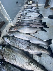 Oncorhynchus kisutch