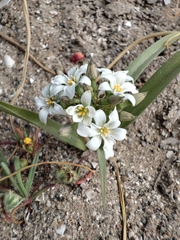 Zephyra compacta