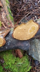 Fomitiporia punctata