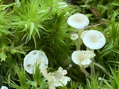 Collybia