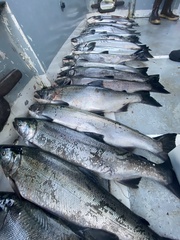 Oncorhynchus kisutch