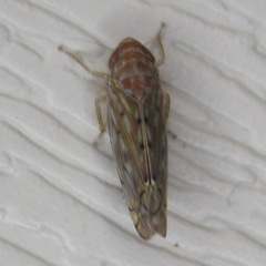 Osbornellus clarus