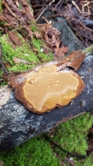 Fomitiporia punctata