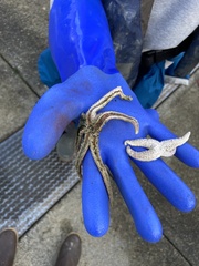 Evasterias troschelii