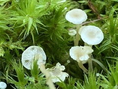 Collybia
