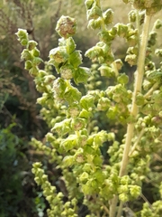 Cyclachaena xanthiifolia