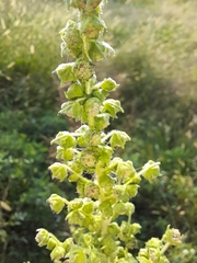 Cyclachaena xanthiifolia