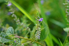 Scutellaria lateriflora