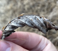 Brachymyrmex depilis