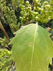 Cyclachaena xanthiifolia