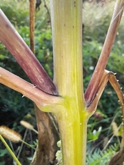 Cyclachaena xanthiifolia