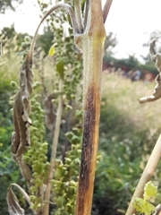 Cyclachaena xanthiifolia