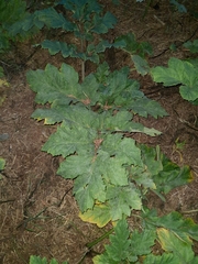 Heracleum sosnowskyi