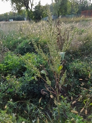 Cyclachaena xanthiifolia