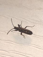 Paromius longulus