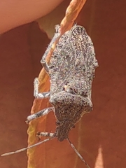 Brochymena quadripustulata