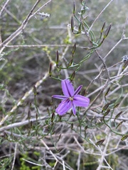 Thysanotus