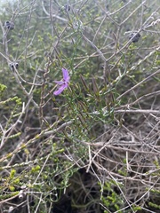 Thysanotus