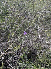 Thysanotus