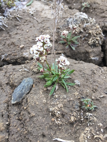smooth northern-rockcress (Braya glabella)