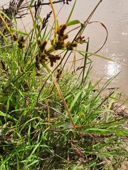 Cyperus glomeratus